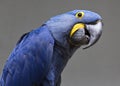 Hyacinth macaw