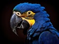 Hyacinth macaw