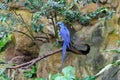 Iridiscent Blue, Hyacinth macaw bird