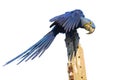 Hyacinth macaw isolated on white Royalty Free Stock Photo