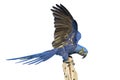 Hyacinth macaw isolated on white Royalty Free Stock Photo