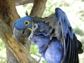 Hyacinth Macaw with an Itch in a Tree Royalty Free Stock Photo