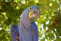 Hyacinth Macaw