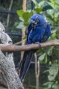 The hyacinth macaw Royalty Free Stock Photo