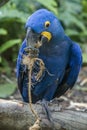 The hyacinth macaw Royalty Free Stock Photo