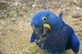 The hyacinth macaw Royalty Free Stock Photo