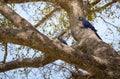 Hyacinth macaw parrots on the tree Royalty Free Stock Photo