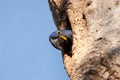 A hyacinth macaw peers out of a tree cavity in the Pantanal. Royalty Free Stock Photo