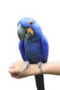 Hyacinth Macaw perching on human hand and eating sun flowers see