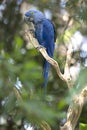 Hyacinth macaw playing in tree, pantanal, brazil Royalty Free Stock Photo