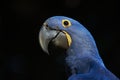 Hyacinth Macaw portrait Royalty Free Stock Photo