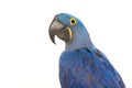 Hyacinth macaw portrait Royalty Free Stock Photo