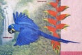 Hyacinth macaw a portrait from Bolivian money