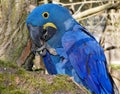 Hyacinth macaw Royalty Free Stock Photo