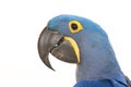 Hyacinth macaw portrait close up Royalty Free Stock Photo