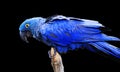 Hyacinth Macaw Royalty Free Stock Photo