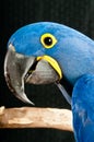 Hyacinth Macaw rescued parrot Royalty Free Stock Photo