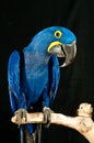 Hyacinth Macaw rescued parrot