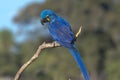 Hyacinth macaw sitting on a branch, Pantanal, Brazil Royalty Free Stock Photo