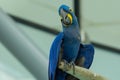 The hyacinth macaw sleeping close up Anodorhynchus hyacinthinus, or hyacinthine macaw or blue macaw perched on a branch in South