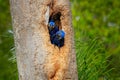 Hyacinth Macaw, two birds nesting, in tree nest cavity, Pantanal, Brazil, South America. Detail portrait of beautiful big blue par