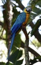 Hyacinth Macaw