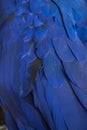 Hyacinth macaw (Anodorhynchus hyacinthinus).