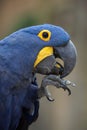 Hyacinth macaw (Anodorhynchus hyacinthinus).