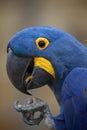 Hyacinth macaw (Anodorhynchus hyacinthinus).