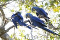 Hyacinth macaws in Brasil Pantanal