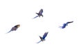 Hyacinth macaws flying