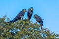 Hyacinth Macaws having a conversation in the Pantanal of Brazil.