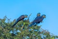 Hyacinth Macaws having a conversation in the Pantanal of Brazil.