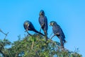 Hyacinth Macaws having a conversation in the Pantanal of Brazil.