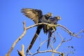 Hyacinth Macaws on a Branch