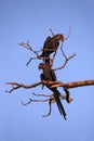 Hyacinth Macaws on a Branch