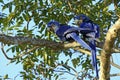 Hyacinth Macaws on a Branch