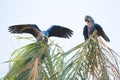 Hyacinth macaws in Brasil Pantanal
