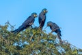 Hyacinth Macaws having a conversation in the Pantanal of Brazil.