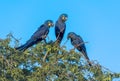 Hyacinth Macaws having a conversation in the Pantanal of Brazil.