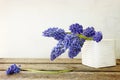 Hyacinth Muscari Flowers