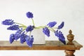 Hyacinth Muscari Flowers