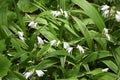 Hyacinth orchid / Bletilla striata