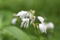 Hyacinth orchid / Bletilla striata