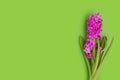 Hyacinth pink flower ona green background studio photo