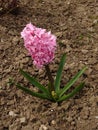 Hyacinth pink flower in spring