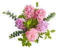 Hyacinth pink flowers with green leaves