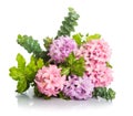 Hyacinth pink flowers with green leaves