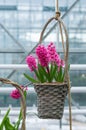 Hyacinth pink hanging in a wicker basket. Indoors.