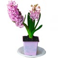 Hyacinth in a pink pot isolated from background